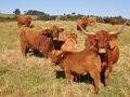 EADON Highland Cattle Fold