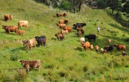 EADON Highland Cattle Fold